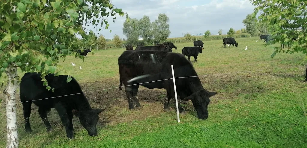 Mr Beefy - Az. Agr. Massella Placido_Mozzecane_slider_image_2