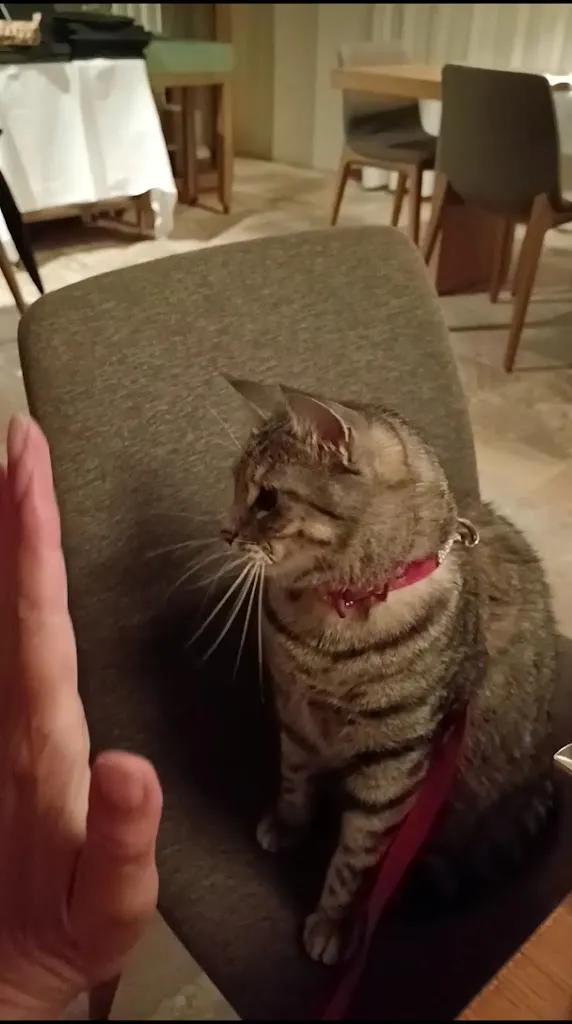 Gigia TravelCat_Ristorante Eccellentissimo_Motta di Livenza_review