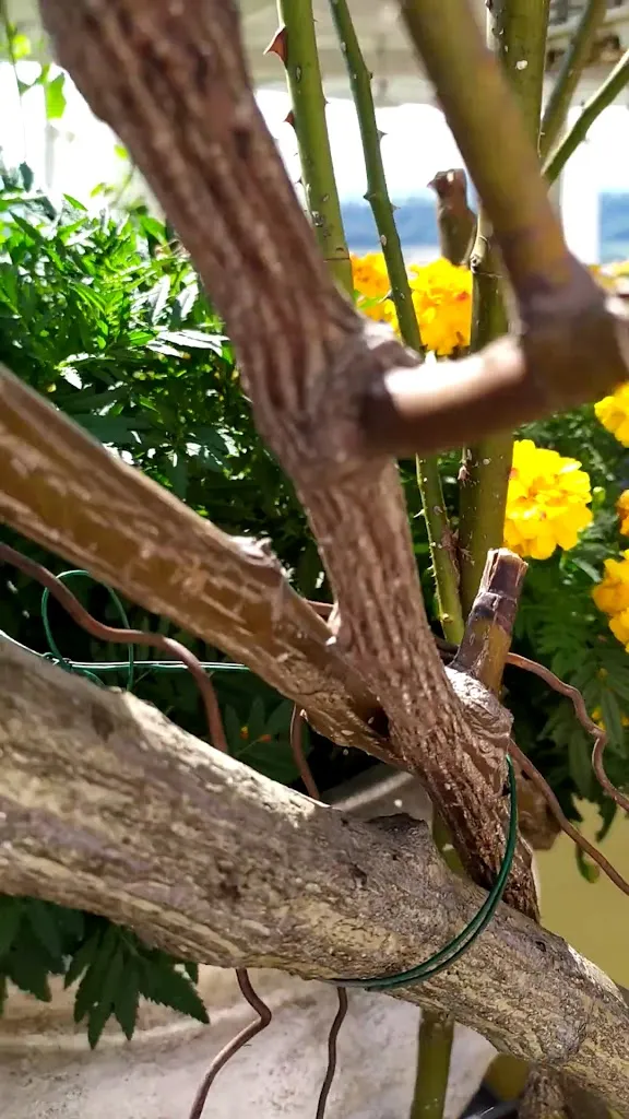 Ristorante Pizzeria La Pineta e Locanda al Panorama_Montebelluna_slider_image_2