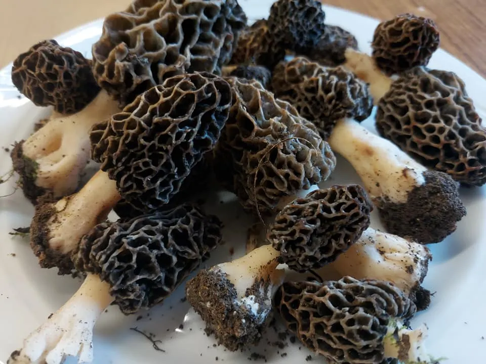 Trattoria da Bandiera_Nervesa della Battaglia_slider_image_3