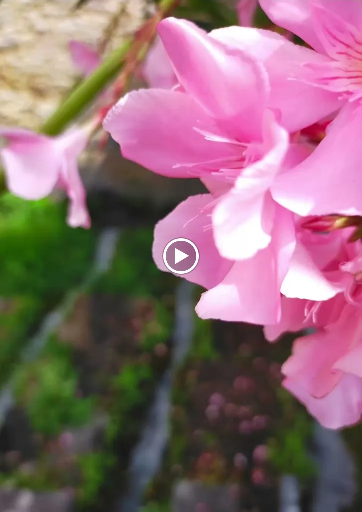 Osteria del Baccalà Da Linda_Oltre Brenta_slider_image_2