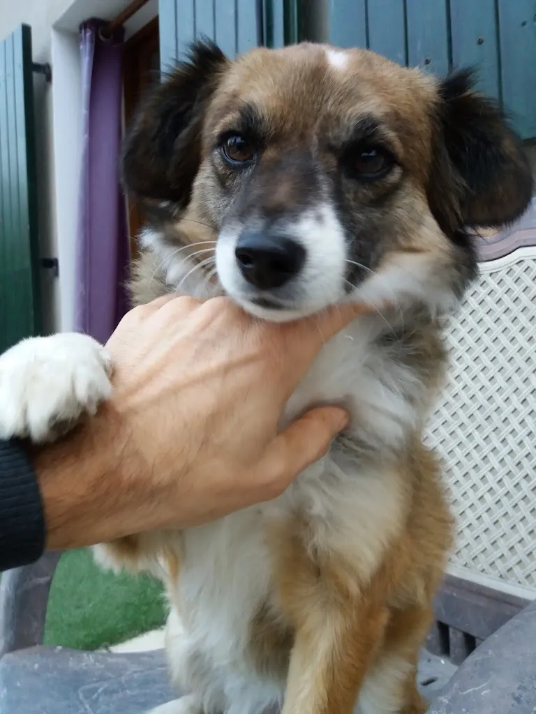 Natalino Pegoraro_Al Cacciatore Da Vittorio_Pernumia_review