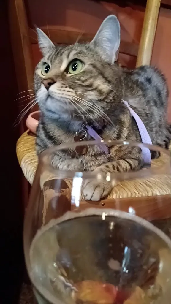 Gigia TravelCat_Trattoria Al Forno di Piol Mario_Pieve di Soligo_recensione