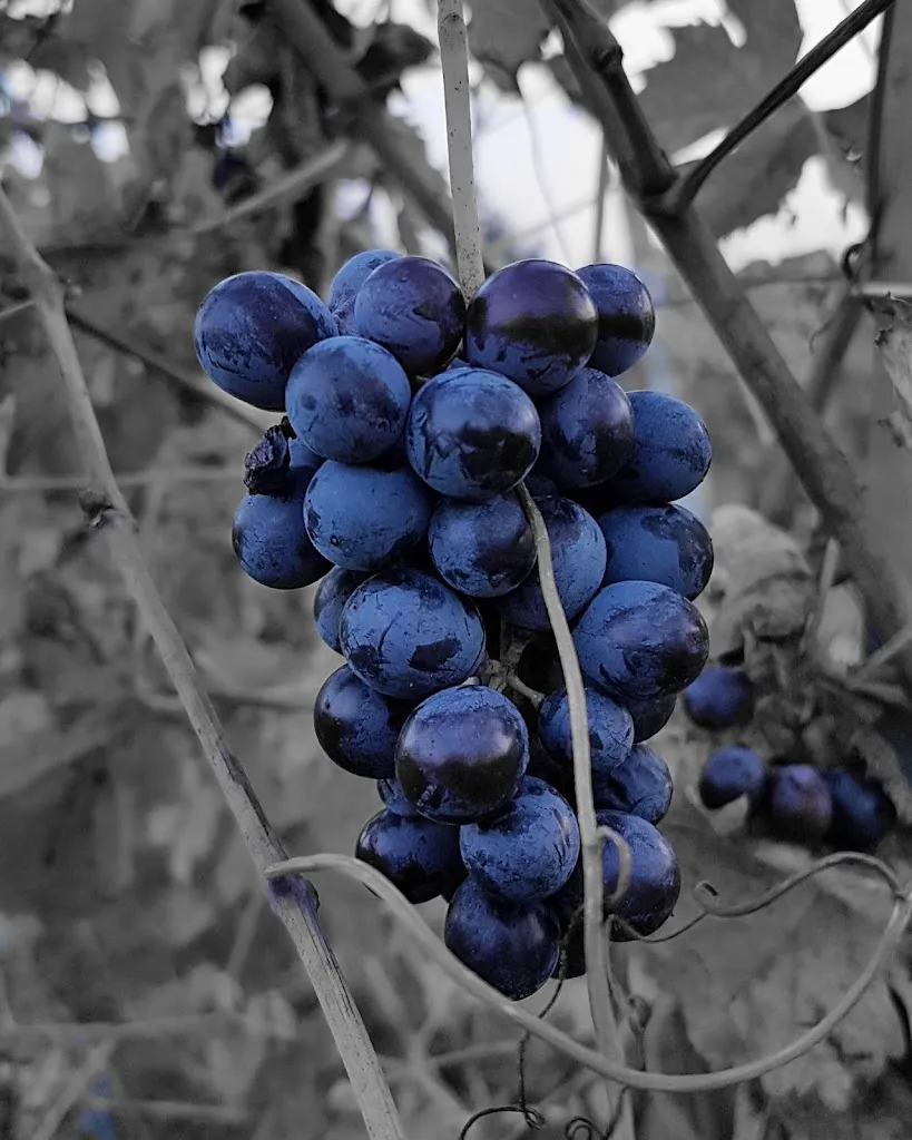 max pamelin_Enoteca Al Check_Pieve di Cadore_review