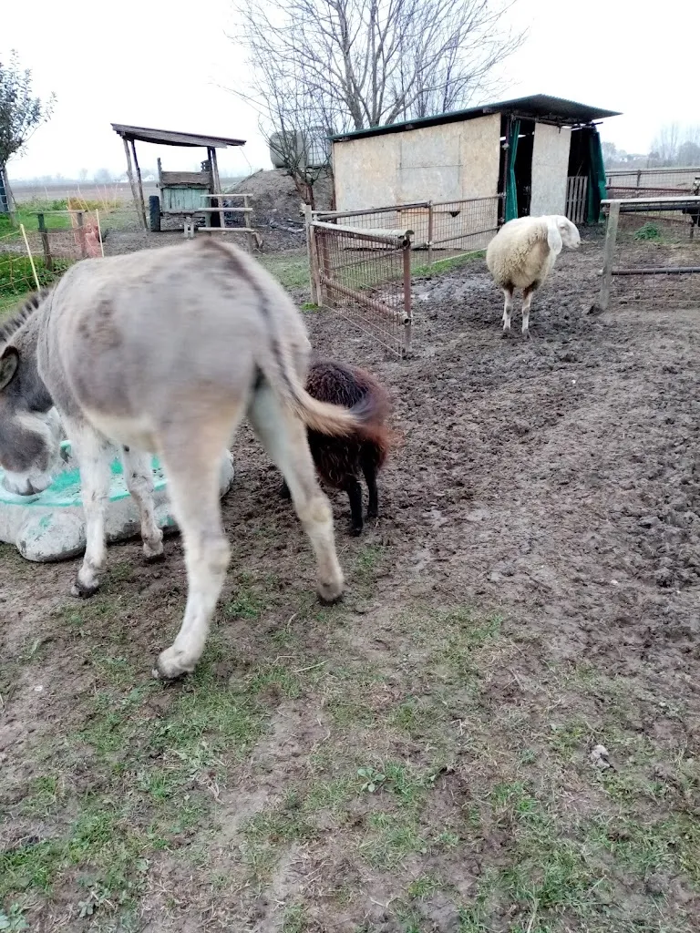 matteo orsi_La Masseria di Polverara_Polverara_review