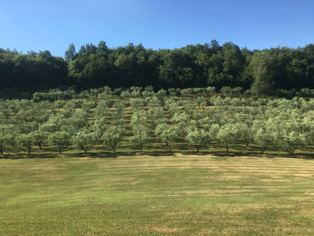 Matteo Paccagnella_Il Rovere_Ponte di Castegnero_review