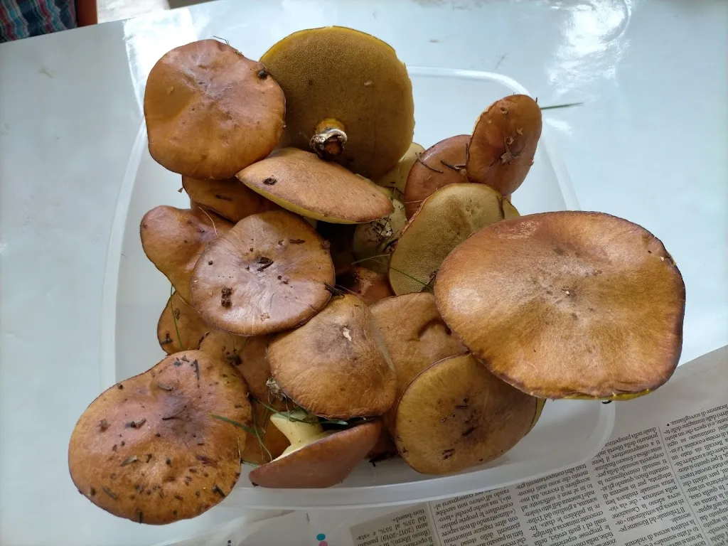 Menu_Pizzeria La Rotonda_Roverè Veronese_image_7