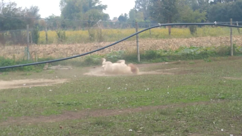 Francesco Xodo_Agriturismo Sartor San Giorgio in Bosco_San Giorgio in Bosco_avis