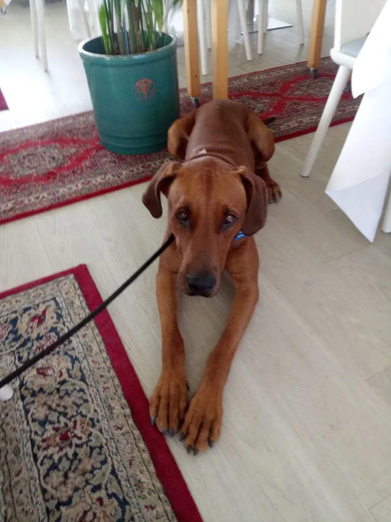 OESSE_Trattoria Casalinga alla Fonte_San Giorgio in Bosco_review