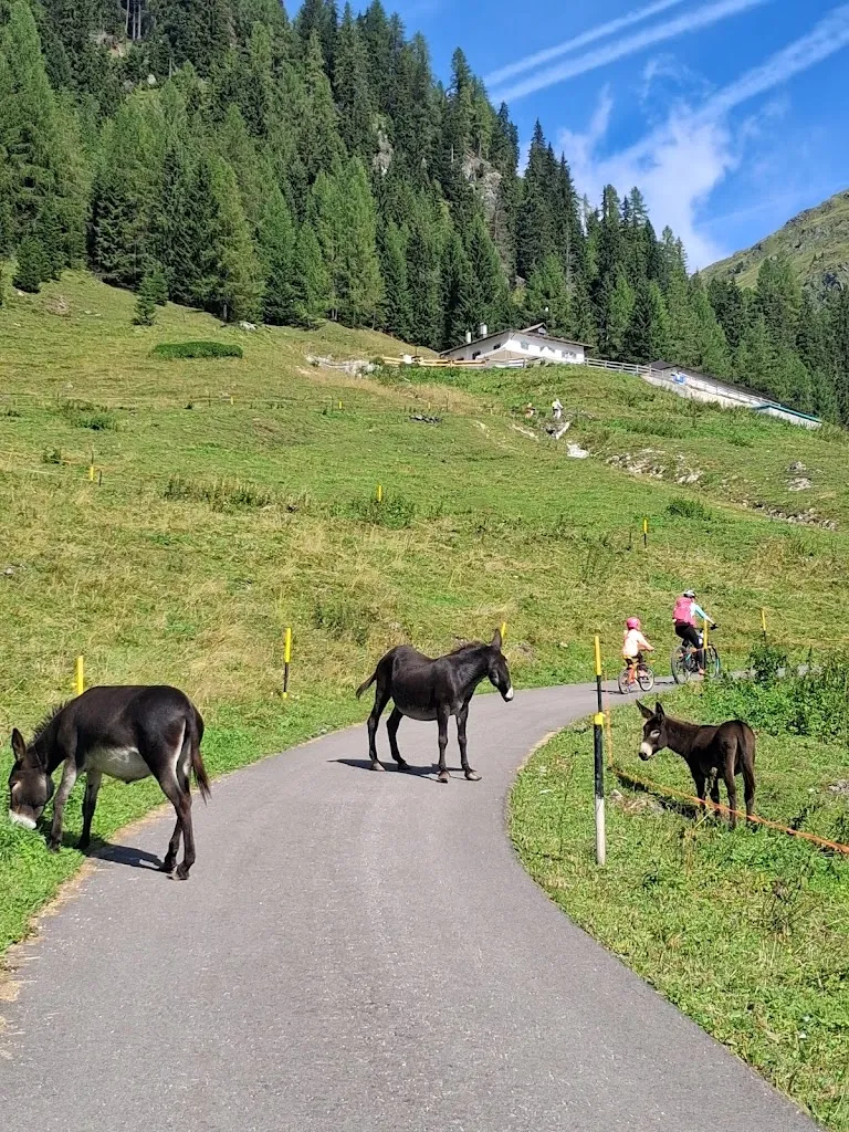 Adrijana Godina_Agriturismo Malga Dignas_San Pietro di Cadore_review