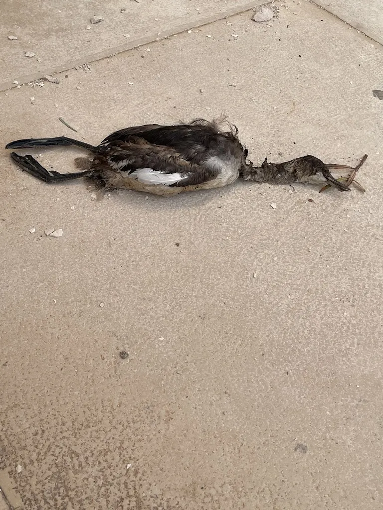 Anezka Janurová_GianRi Restaurant_Provincia di Barletta - Andria - Trani_review