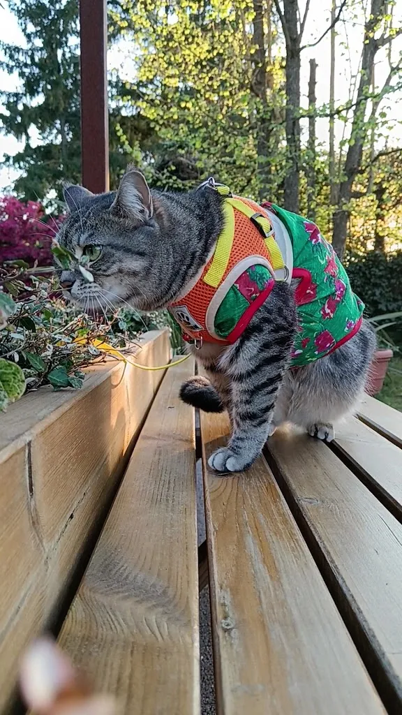 Pizzeria Lago Verde Silea_Silea_slider_image_2