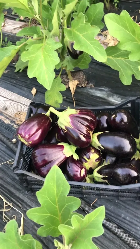 Pizzeria Gustami' Di Damiano Cavestro_Solesino_slider_image_2