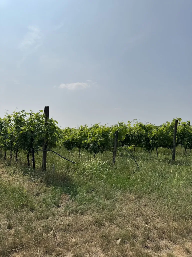 Ieva Lomovskytė_Ristorante Tamburino Sardo_Sommacampagna_review