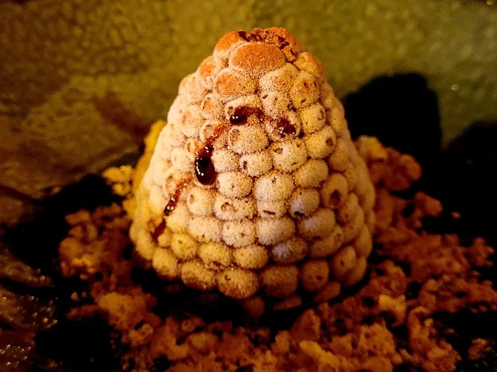 Menu_Goudron Wine Experience_Provincia di Barletta - Andria - Trani_image_5