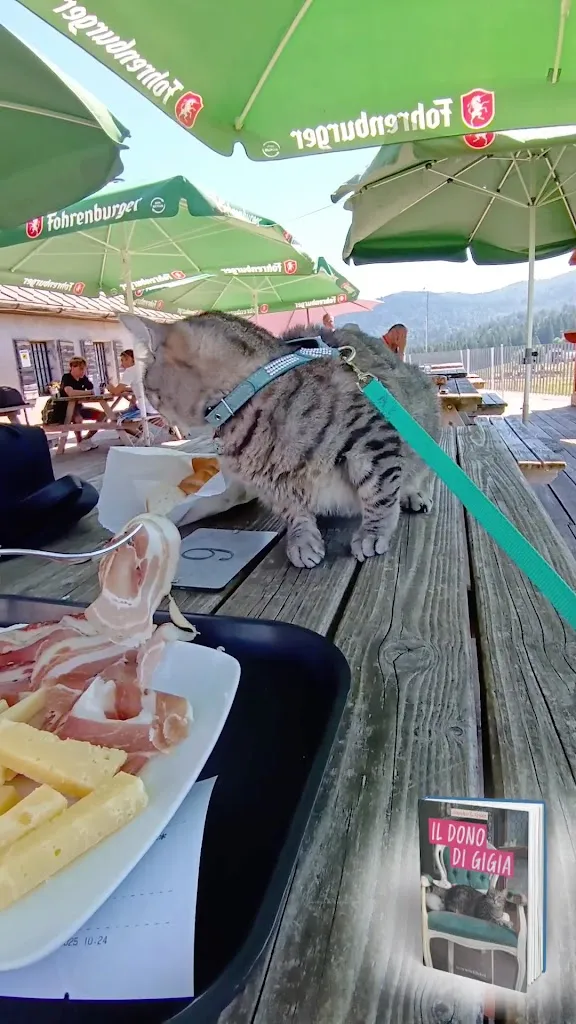 Gigia TravelCat_Centro Caseario e Agrituristico Tambre Spert Cansiglio - Bar Bianco_Tambre_review