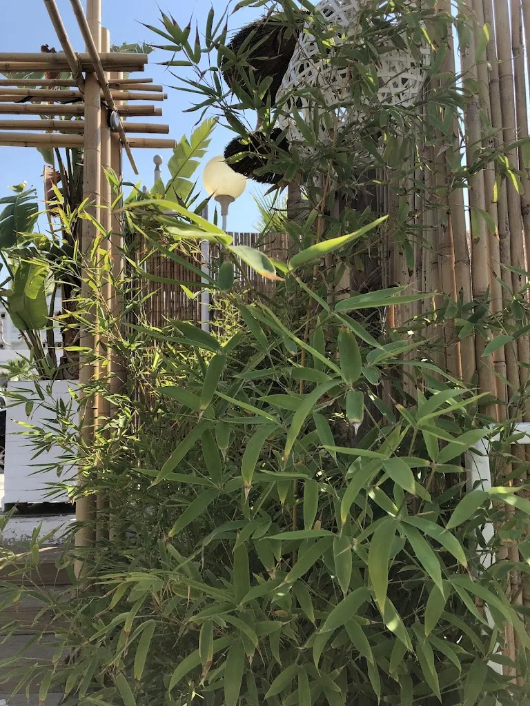 Andreea_Bamboo Beach_Provincia di Barletta - Andria - Trani_review