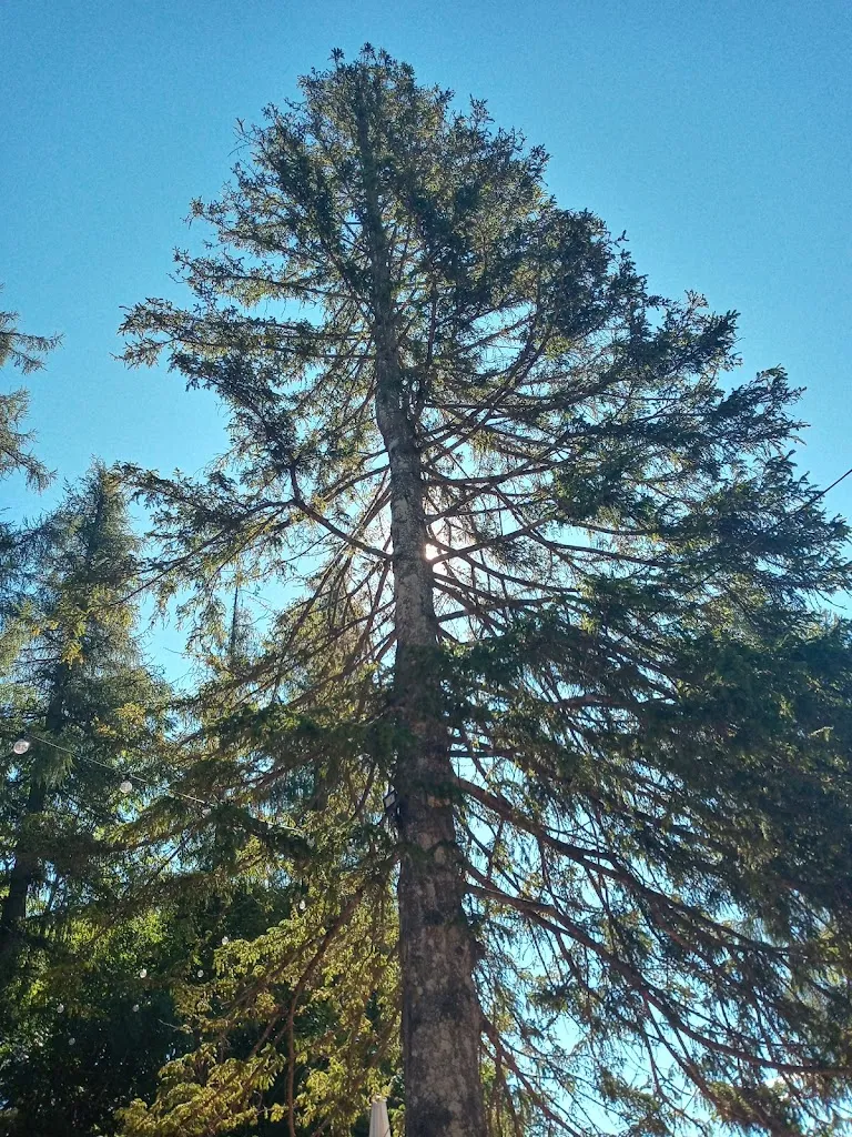 Francesco Bortolotto_Chalet Pineta_Tonezza del Cimone_review