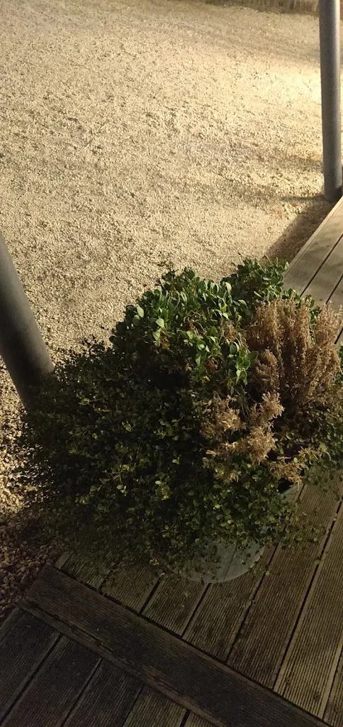 D O_Ristorante Locanda GIOIA DI_Torre di Mosto_review