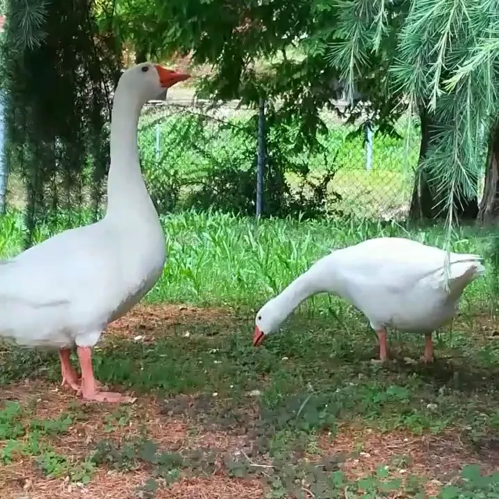 Oasis Garden_Vedelago_slider_image_2