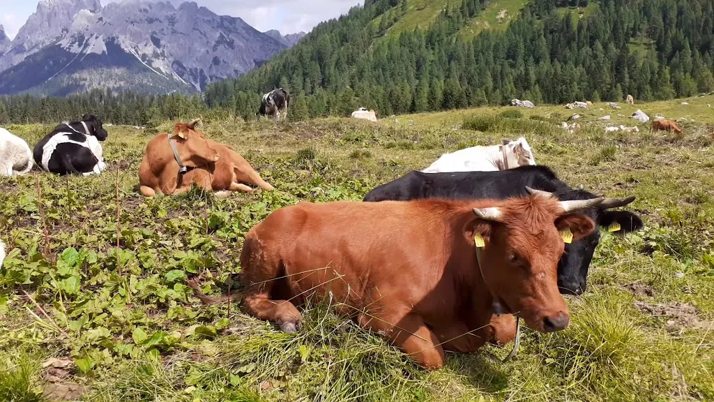 Casera Razzo_Vigo di Cadore_slider_image_2