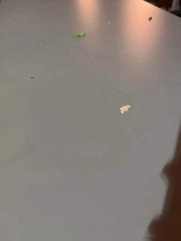 Trendy Windy_Ristorante Pizzeria La Greca_Villafranca di Verona_review