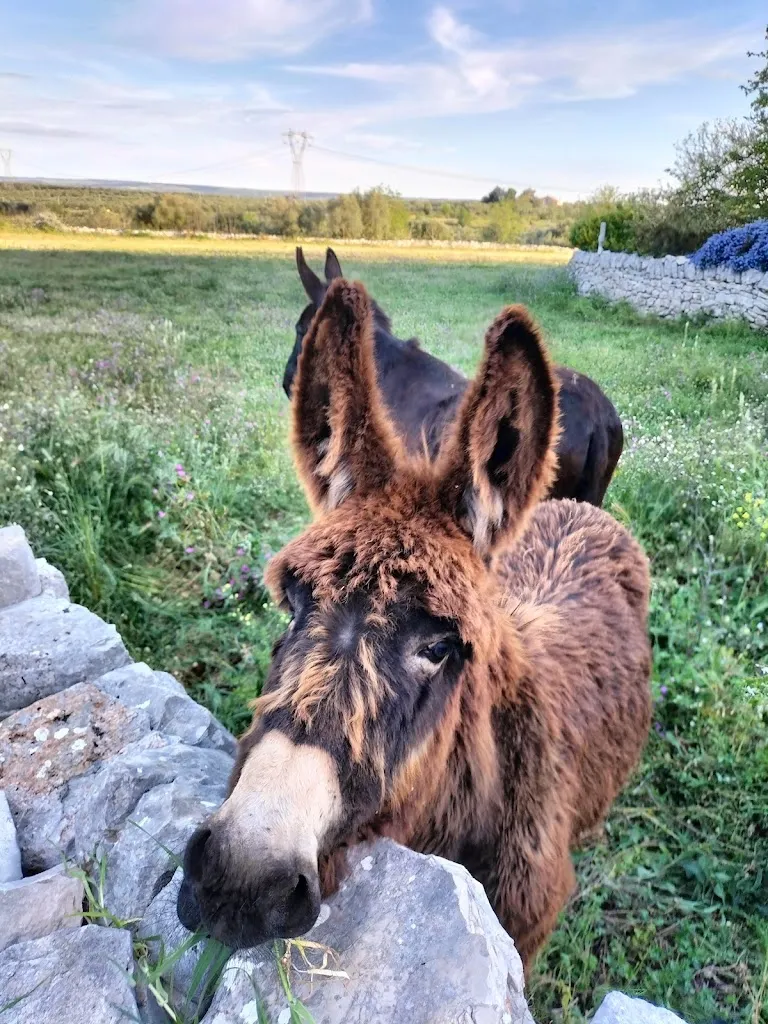 Nicola Ambrosino_Agriturismo Occhiomininno_Ruvo di Puglia_reseña