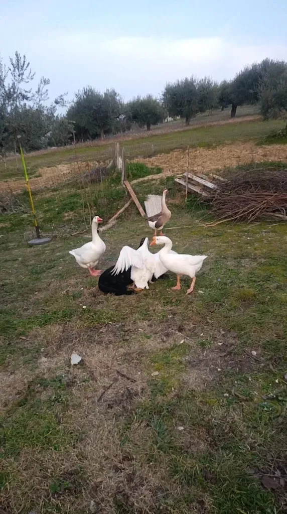 Super doner KEBAB_Cepagatti_slider_image_2