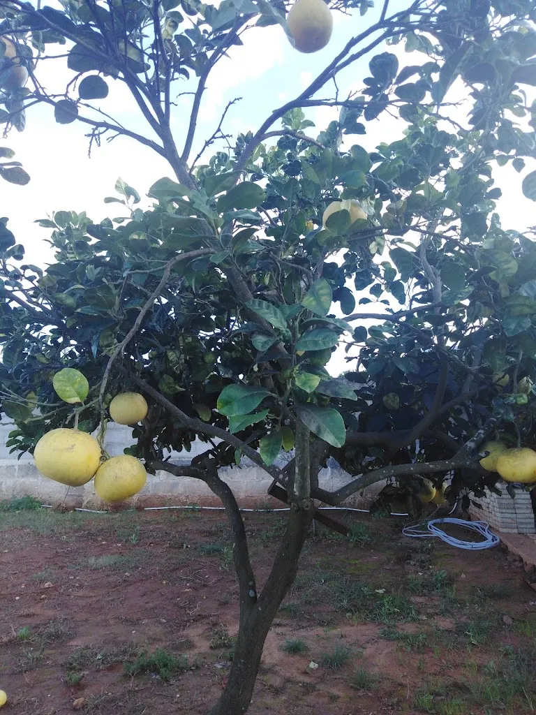 Claudio Elia_Lavota Pasquale_San Pietro Vernotico_review