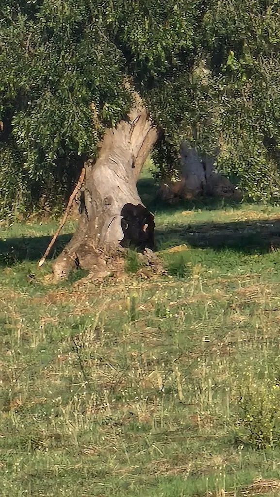 Francesco Mecca_Agriturismo Tenuta De Luca_Sannicandro Garganico_review