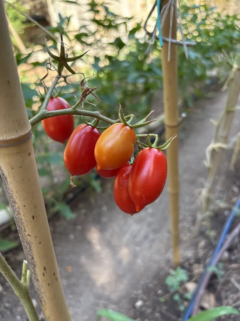 Liam Mullins_Garden Restaurant Ikebana_Scorrano_review