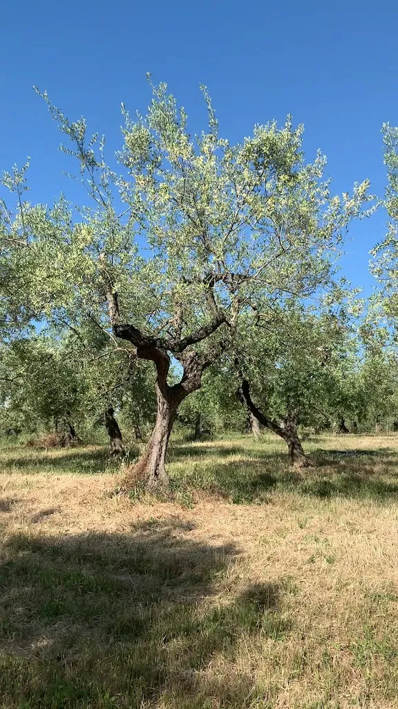 Agriturismo Via Del Campo restaurant in Cerratina