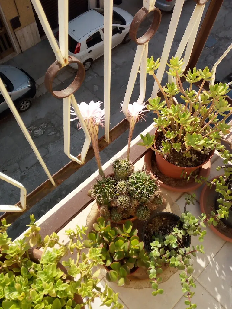 Demode_San Severo_slider_image_1