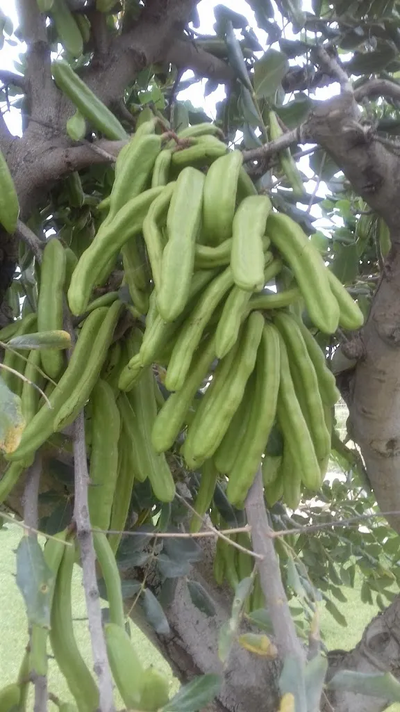 Menu_Agriturismo San Michele in Triglie_Statte_image_6