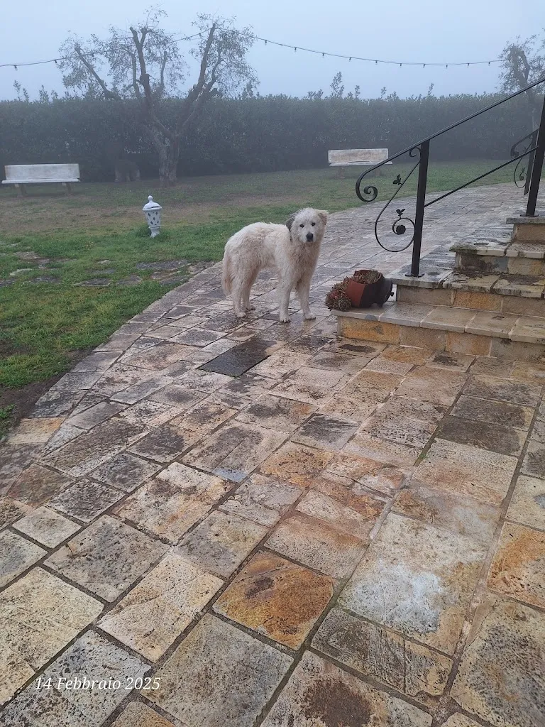 Carmine Vecchione_Agriturismo San Michele in Triglie_Statte_review