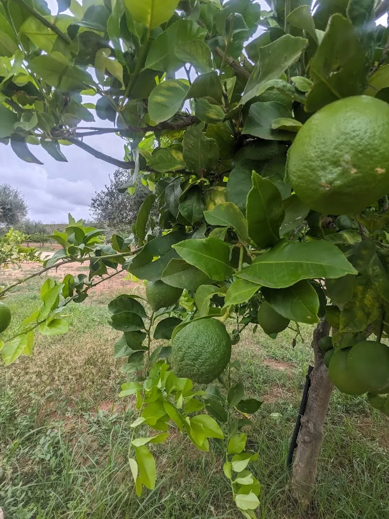 Avi Loren Fox_Le Stanzie_Supersano_review