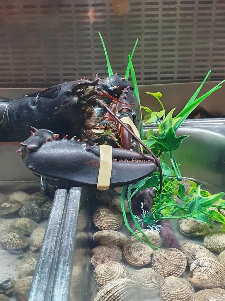 Julia Tiziana Dege_Zona Fao 37 1.2.3_Torchiarolo_review