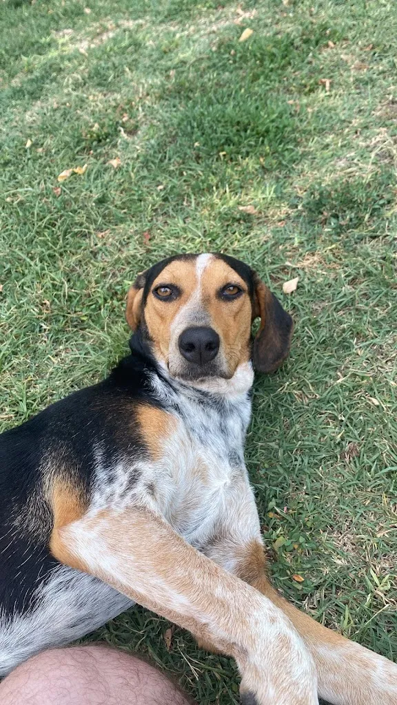 Frank Wiz_Azienda Agrituristica L'Arcadia_Città Sant'Angelo_review