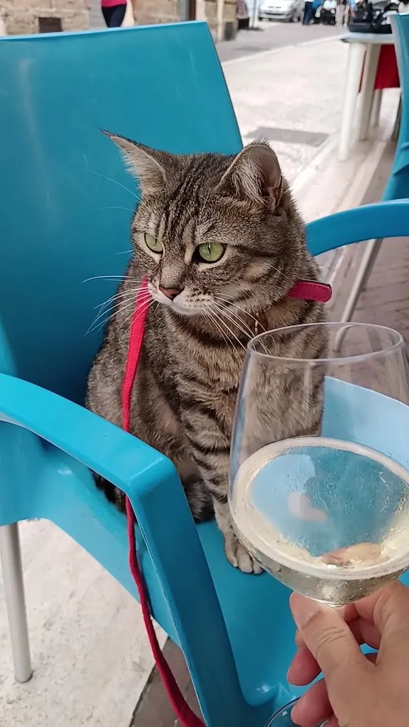 Gigia TravelCat_Pit Stop_Città Sant'Angelo_recensione