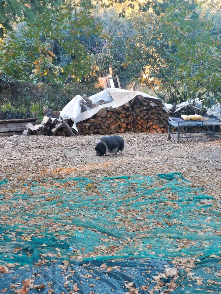 Natasha Pulieri_Ristorante - Pizzeria 