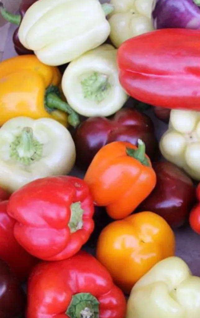 Menu_Hotel Ristorante La Ginestra - Gola del Furlo_Ginestra_immagine_8