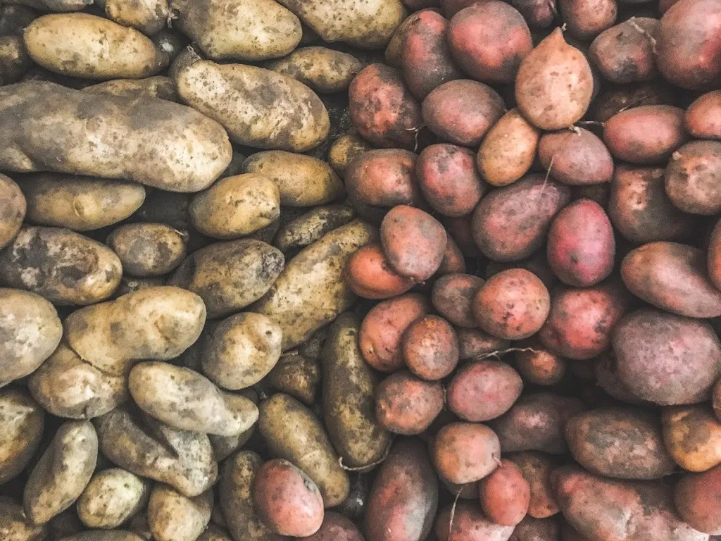 Menu_bubi Lab_Muro Lucano_image_2