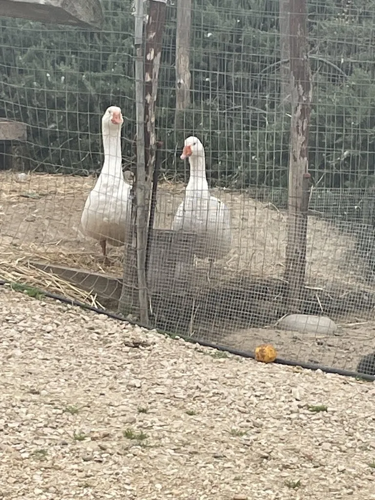 Cristalla Mezzapesa_Agriturismo Selvapiana_Montescaglioso_review