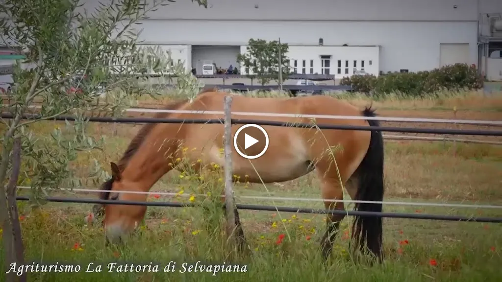 Agriturismo Selvapiana_Montescaglioso_slider_image_2