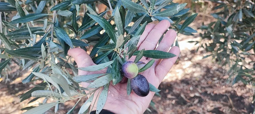 Kytsy_Fattoria Jannarella_Paterno_recensione