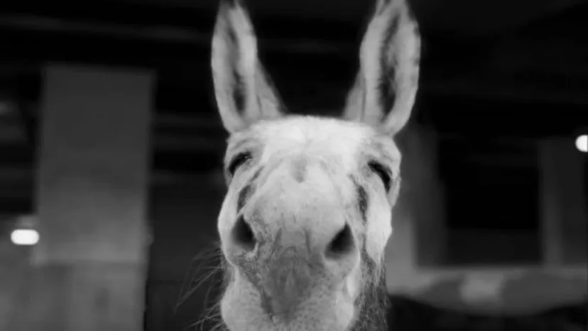 Fattoria Jannarella_Paterno_slider_image_3