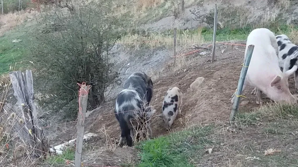 Agriturismo Piano Martorino - campeggio/ristorante/camere nel cuore del Parco Nazionale del Pollino_San Paolo Albanese_slider_image_2