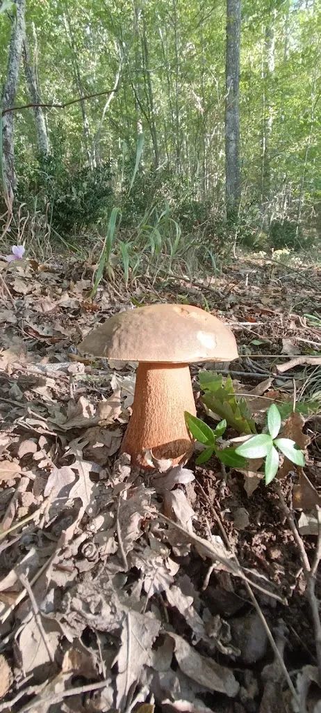 Ristorante Pizzeria Oro Verde_Viggianello_slider_image_3