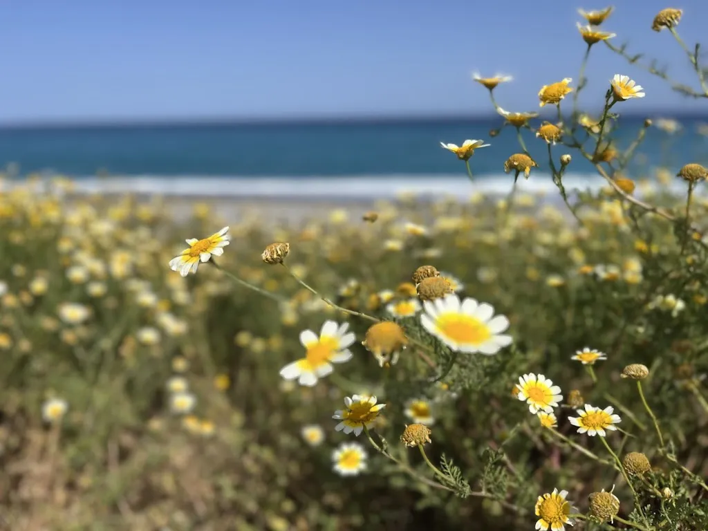 Susanna_Il Lupo Cattivo_Agnana Calabra_review