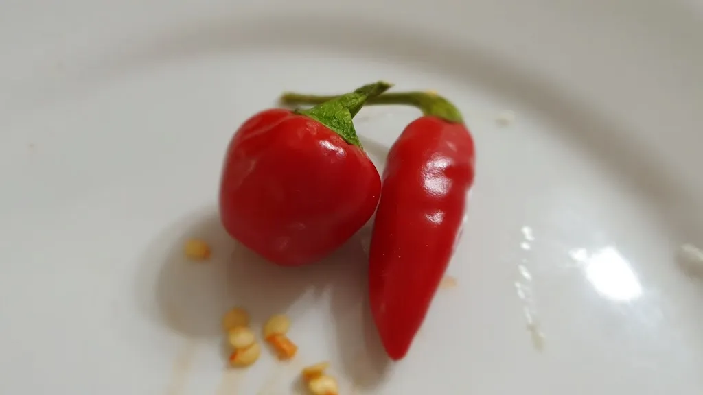 Menu_Cucina Tipica Calabrese da Ugo_Acconia_image_6